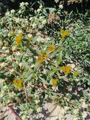 Asteraceae