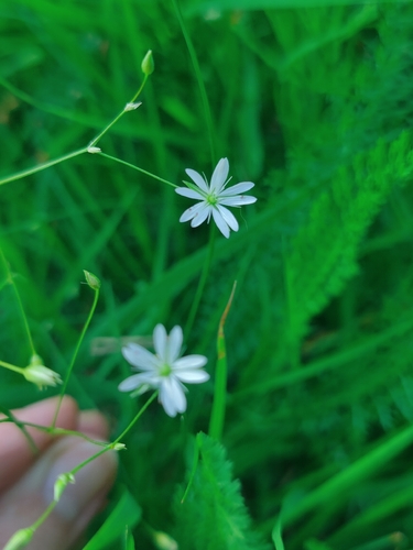 lesser stitchwort