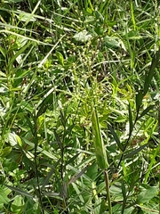 Dichanthelium scoparium