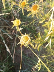 author not stated, no rights reserved Pallenis spinosa, photograph author not stated, no rights reserved