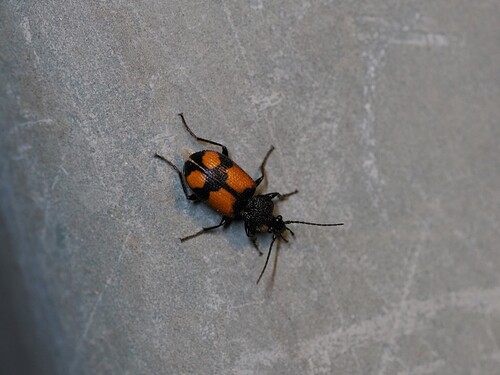 Panagaeus cruxmajor