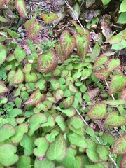 Epimedium