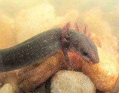 Necturus punctatus