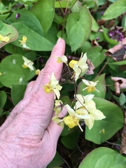 Epimedium