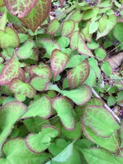 Epimedium
