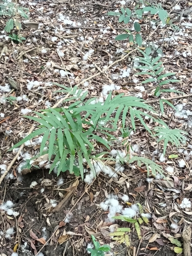 Amblovenatum decorum