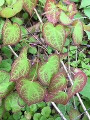 Epimedium