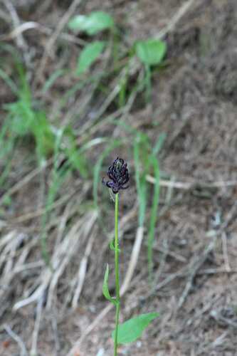 Phyteuma ovatum, photograph 6