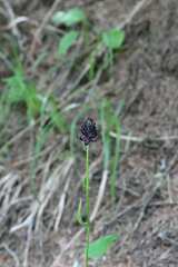 Phyteuma ovatum, photograph (c) Matteo Martini, some rights reserved (CC BY)