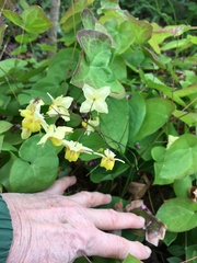 Epimedium