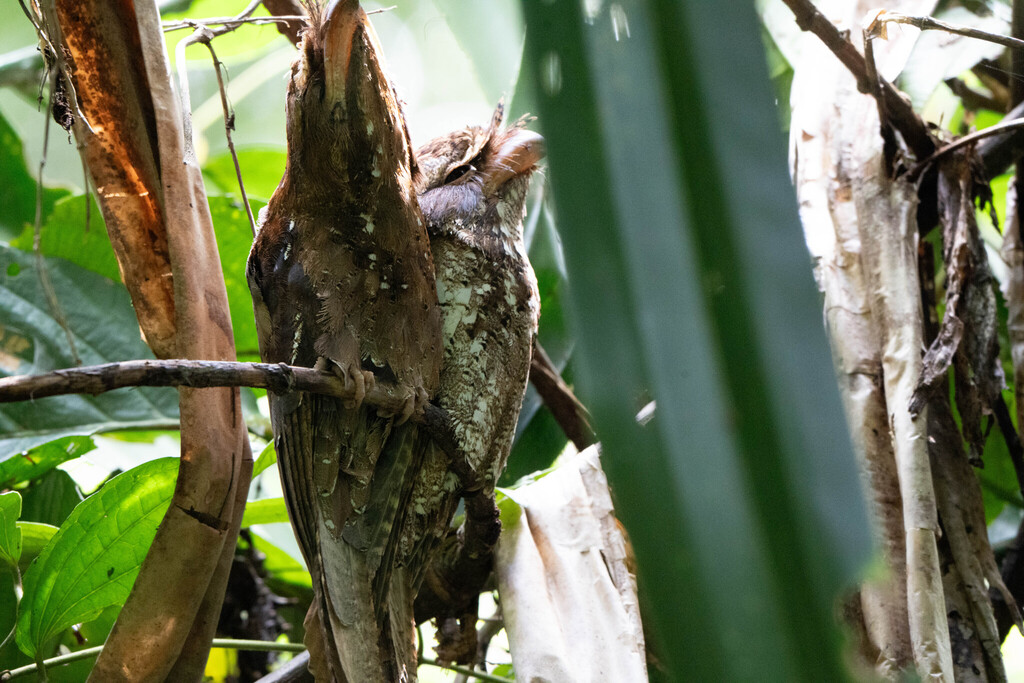 Paruh-kodok pualam (Podargus ocellatus)