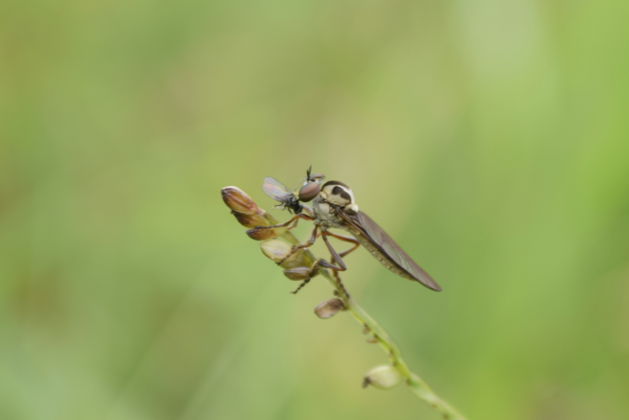 Asilidae image