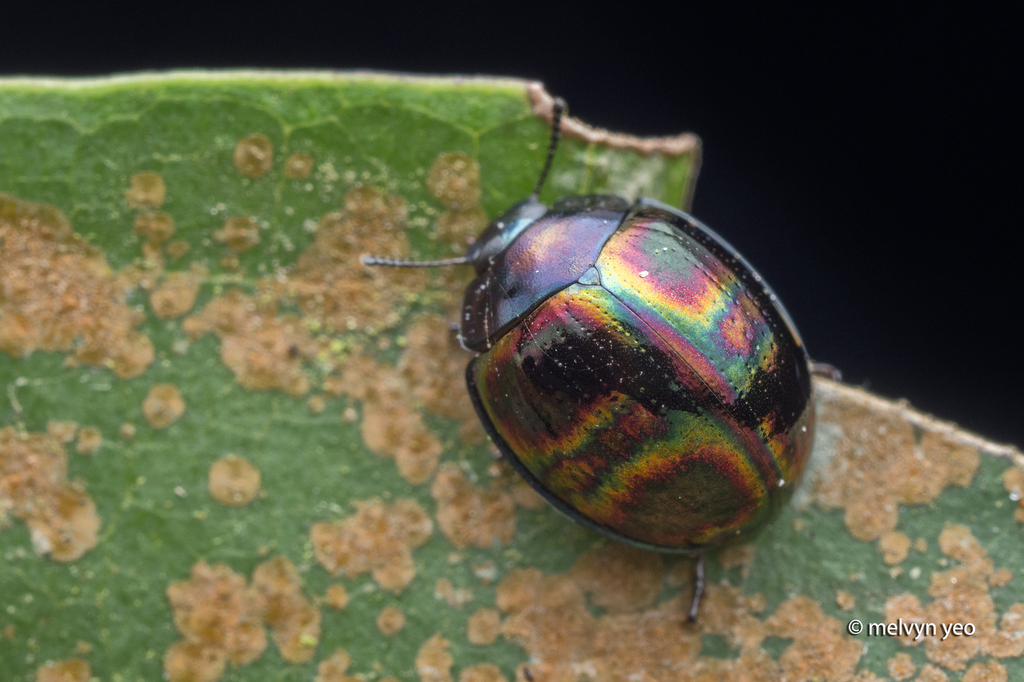 Tetraphyllus corruscus