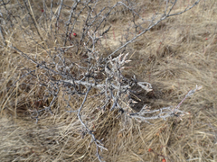 Ribes oxyacanthoides