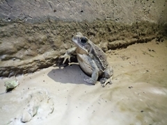 Rhinella arenarum