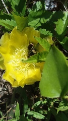 Trichiotinus texanus