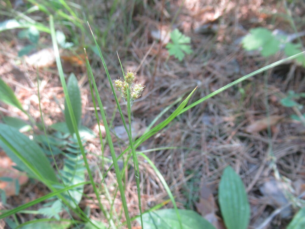 Luzula pallescens; photograph author not stated, no rights reserved