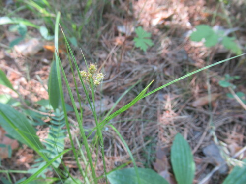 Luzula pallescens, photograph 4