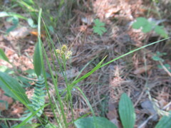 author not stated, no rights reserved Luzula pallescens, photograph author not stated, no rights reserved