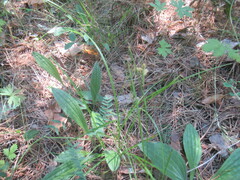 author not stated, no rights reserved Luzula pallescens, photograph author not stated, no rights reserved