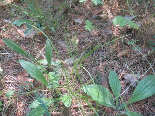 Luzula pallescens, photograph 6