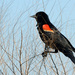 New World Blackbirds and Orioles - Photo (c) Geoff Gallice, some rights reserved (CC BY)