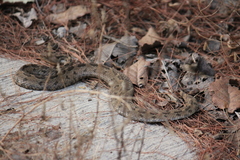 Crotalus ravus ravus