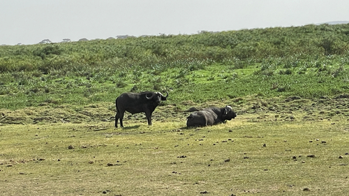 African buffalo