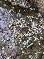 Chthamalus dentatus