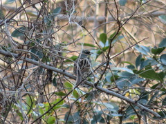 Emberiza personata