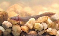 Necturus punctatus