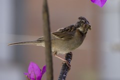 Zonotrichia capensis
