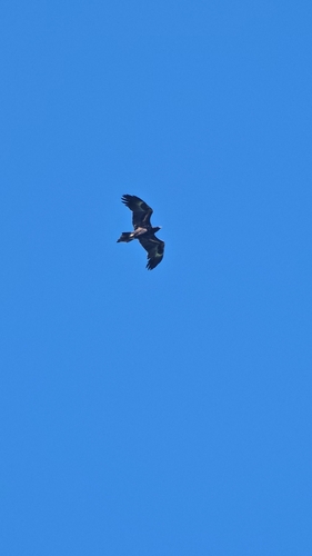 Mainland Wedge-tailed Eagle