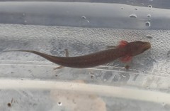 Necturus punctatus