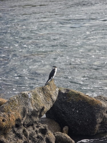 Little Pied Cormorant