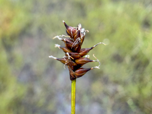 Dioecious Sedge