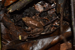 Leptodactylus podicipinus