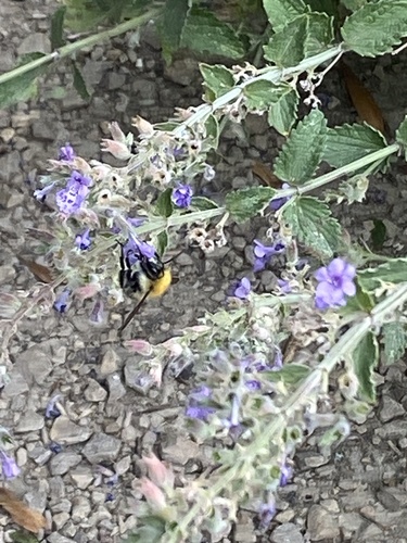Common Carder Bumble Bee