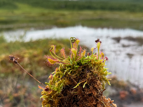 Drosera × obovata