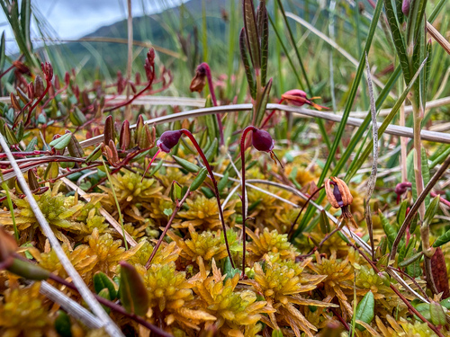 small bog cranberry