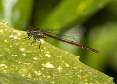 Pyrrhosoma nymphula