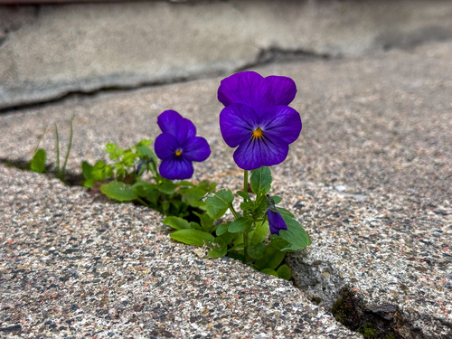 garden pansy