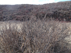 Shepherdia canadensis