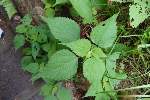 Boehmeria nivea, photograph 5