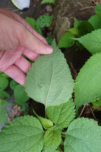 Boehmeria nivea, photograph 6