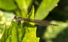 Pyrrhosoma nymphula