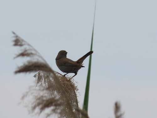 Bluethroat