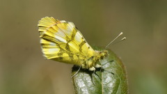 Anthocharis euphenoides