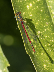 Pyrrhosoma nymphula