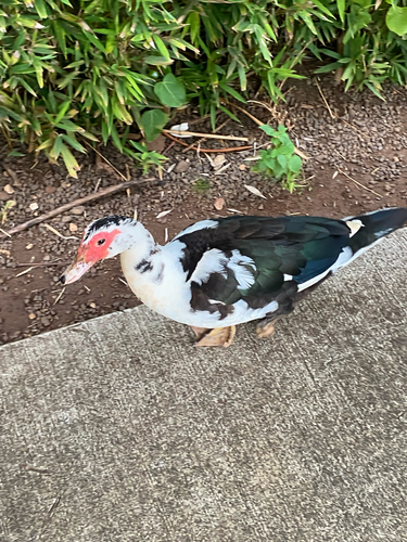 Cairina moschata observed 2026-07-13